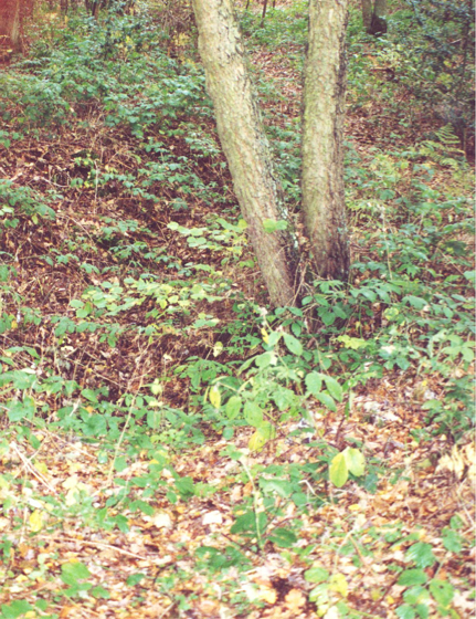 P47 crash site, Russells Water Common x1 002