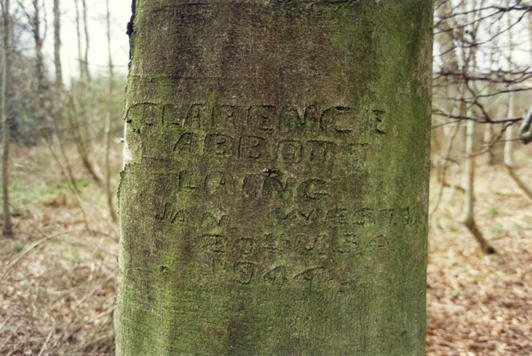 (5) named tree at crash site