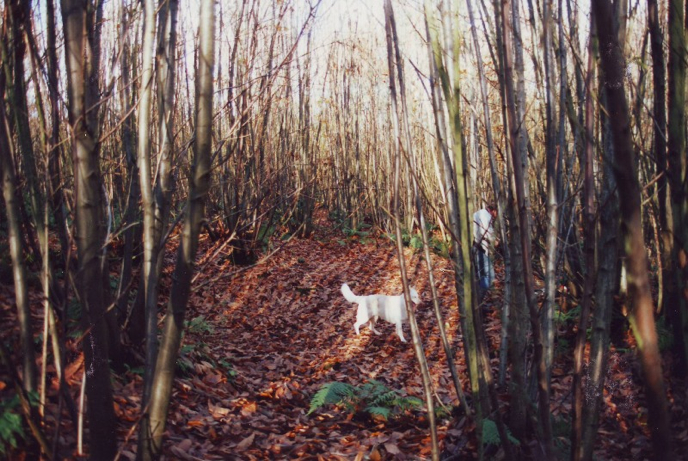 (1) Connor crash site